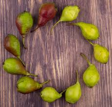 Attēlu rezultāti vaicājumam “Salix caprea fruit”