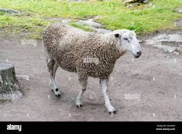 Attēlu rezultāti vaicājumam “Ovis aries”