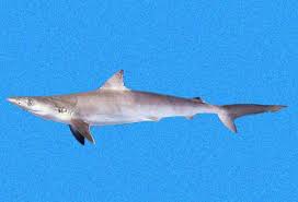 Image result for Rhizoprionodon terraenovae