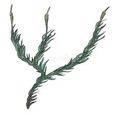 Attēlu rezultāti vaicājumam “Paraleucobryum longifolium”