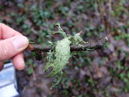 Attēlu rezultāti vaicājumam “Tremella ramalinae”