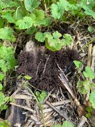 Attēlu rezultāti vaicājumam “Stemonitis virginiensis”