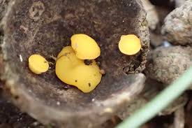 Attēlu rezultāti vaicājumam “Hymenoscyphus fructigenus”