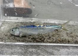 Image result for Clupea pallasii