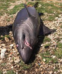 Image result for Odontaspis ferox