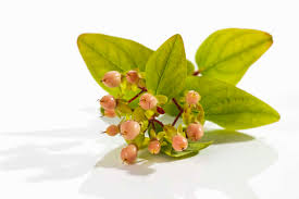 Attēlu rezultāti vaicājumam “Hypericum perforatum bud”