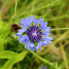 Attēlu rezultāti vaicājumam “Cyanus segetum flower”
