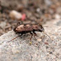 Attēlu rezultāti vaicājumam “Notiophilus germinyi”