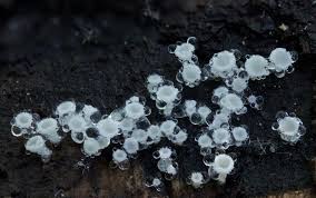 Attēlu rezultāti vaicājumam “Lachnum virgineum”