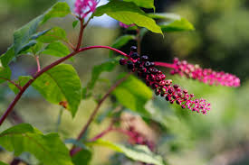 Attēlu rezultāti vaicājumam “Phytolacca acinosa fruit”