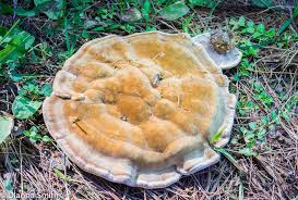 Attēlu rezultāti vaicājumam “Onnia tomentosa”