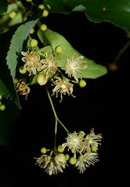 Attēlu rezultāti vaicājumam “Tilia cordata flower”