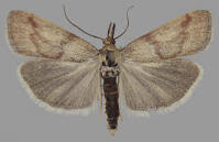 Attēlu rezultāti vaicājumam “Hypochalcia ahenella”