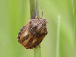 Attēlu rezultāti vaicājumam “Eurygaster testudinaria imago”