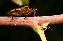 Attēlu rezultāti vaicājumam “Coreus marginatus imago”