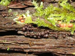 Attēlu rezultāti vaicājumam “Lycogala ustulatum sessile”