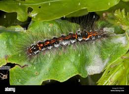 Attēlu rezultāti vaicājumam “Euproctis similis imago”