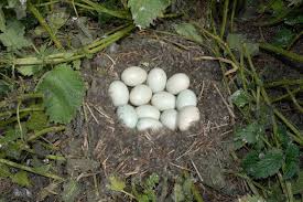 Attēlu rezultāti vaicājumam “Anas platyrhynchos eggs”
