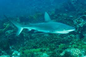 Image result for Carcharhinus galapagensis