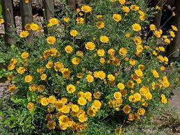 Image result for Färberkamille