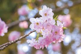 Attēlu rezultāti vaicājumam “Prunus (sakura)”