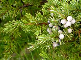 Attēlu rezultāti vaicājumam “Juniperus communis leaf”