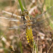 Attēlu rezultāti vaicājumam “Libellula depressa”