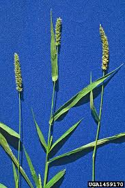 Attēlu rezultāti vaicājumam “Hemitrichia leiotricha stalked”