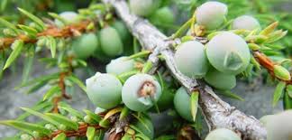 Attēlu rezultāti vaicājumam “Blysmus compressus fruit”