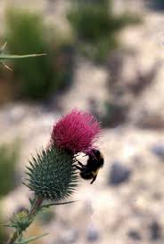 Attēlu rezultāti vaicājumam “Cirsium vulgare flower”