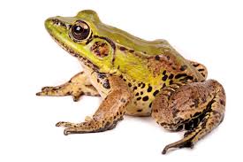 Attēlu rezultāti vaicājumam “Ranidae”