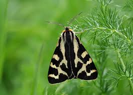 Attēlu rezultāti vaicājumam “Parasemia plantaginis female”