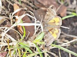 Attēlu rezultāti vaicājumam “Boudinotiana notha”