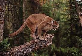 Image result for Pentland Panthers