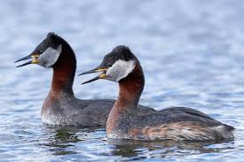 Attēlu rezultāti vaicājumam “Podiceps grisegena”