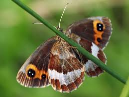 Attēlu rezultāti vaicājumam “Erebia aethiops upperside”