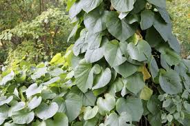 Attēlu rezultāti vaicājumam “Aristolochia durior leaf”