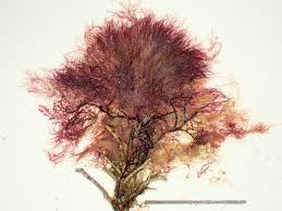 Attēlu rezultāti vaicājumam “Ruzenia spermoides”