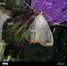 Attēlu rezultāti vaicājumam “Evergestis extimalis”