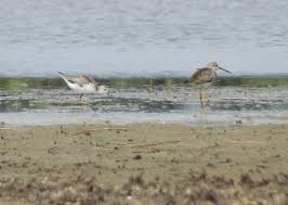 Attēlu rezultāti vaicājumam “Tringa stagnatilis”