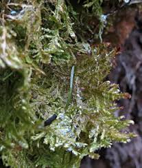 Attēlu rezultāti vaicājumam “Neckera complanata sporophyte”