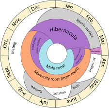 Attēlu rezultāti vaicājumam “Myotis dasycneme”