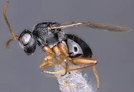 Attēlu rezultāti vaicājumam “Cynipidae”