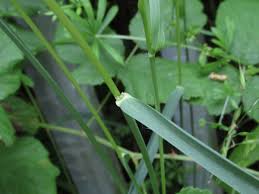 Attēlu rezultāti vaicājumam “Arrhenatherum elatius”