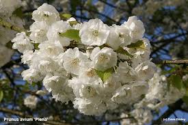 Attēlu rezultāti vaicājumam “Prunus avium flower”