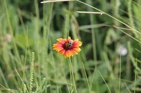 Image result for Gaillardia pulchella