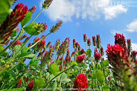 Image result for Trifolium incarnatum