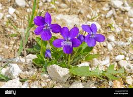 Attēlu rezultāti vaicājumam “Viola hirta flower”