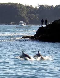 Image result for japan dolphin slaughter