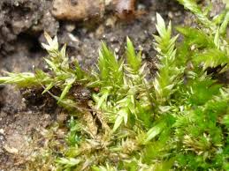 Attēlu rezultāti vaicājumam “Plagiothecium nemorale”